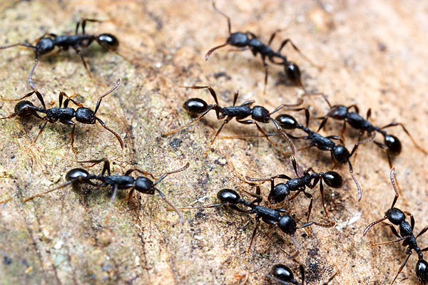 Çalışma Kağıdı: Karıncalar